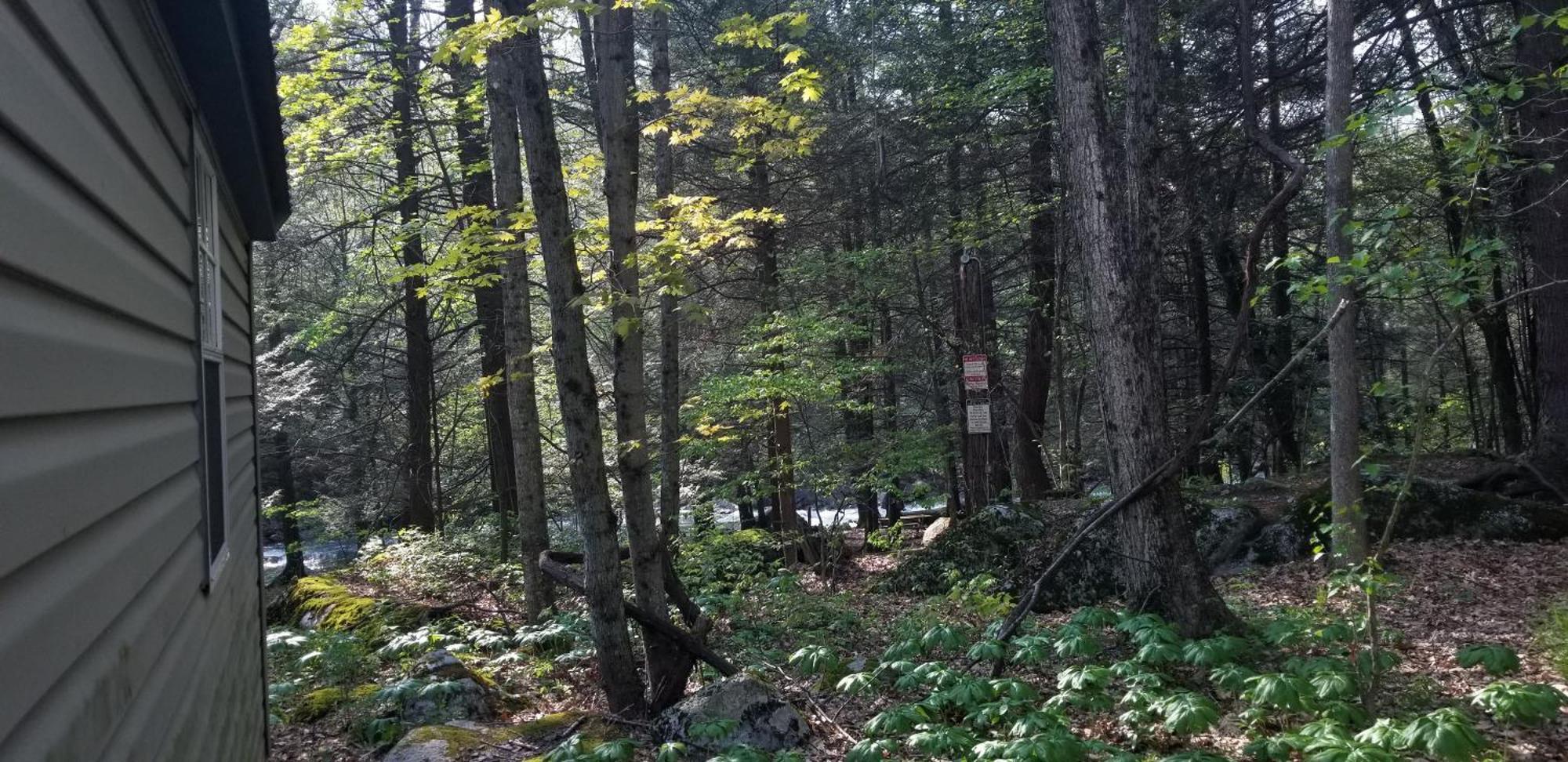 Abrams Creek Campground Mount Storm Ngoại thất bức ảnh